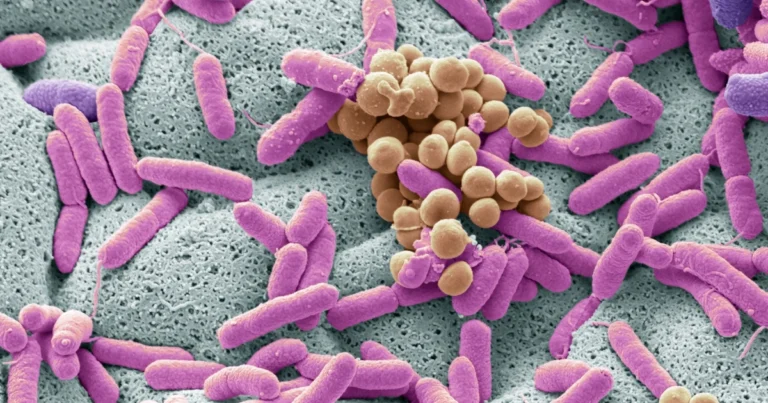 Microbiota Vaginal